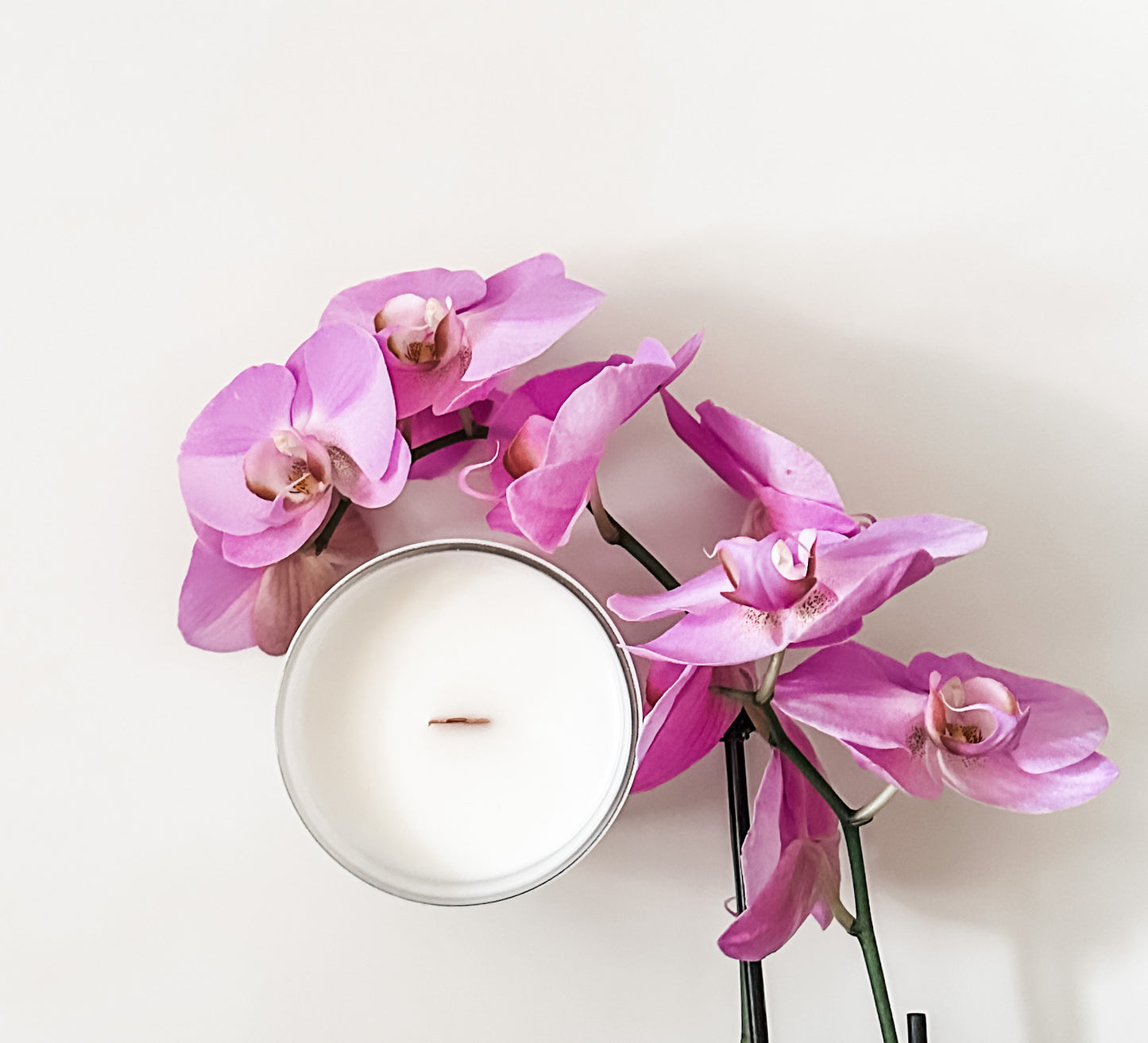 sea salt orchid