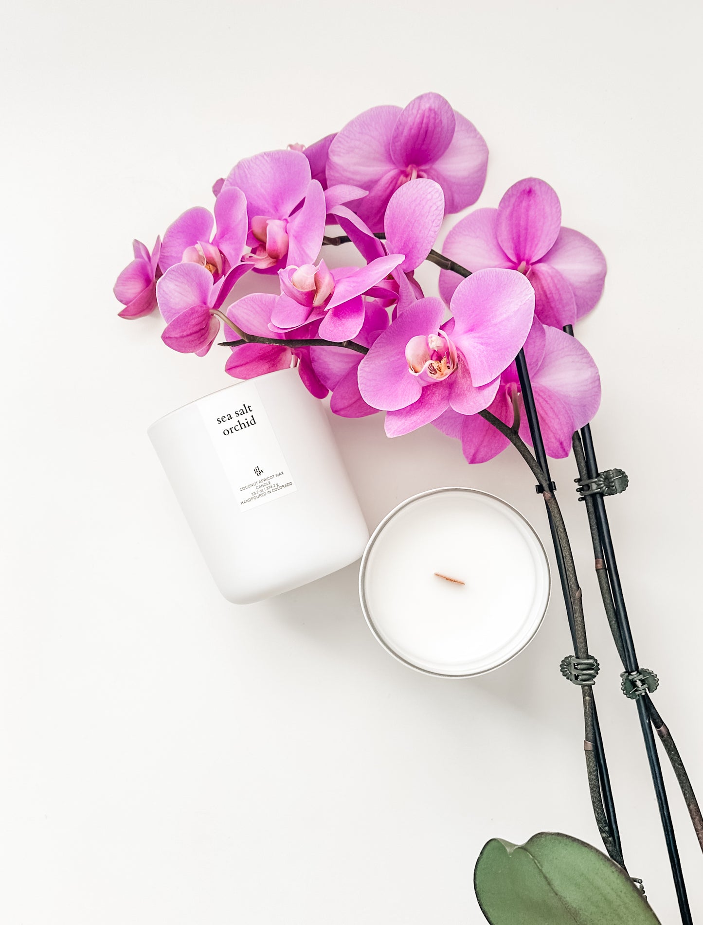 sea salt orchid