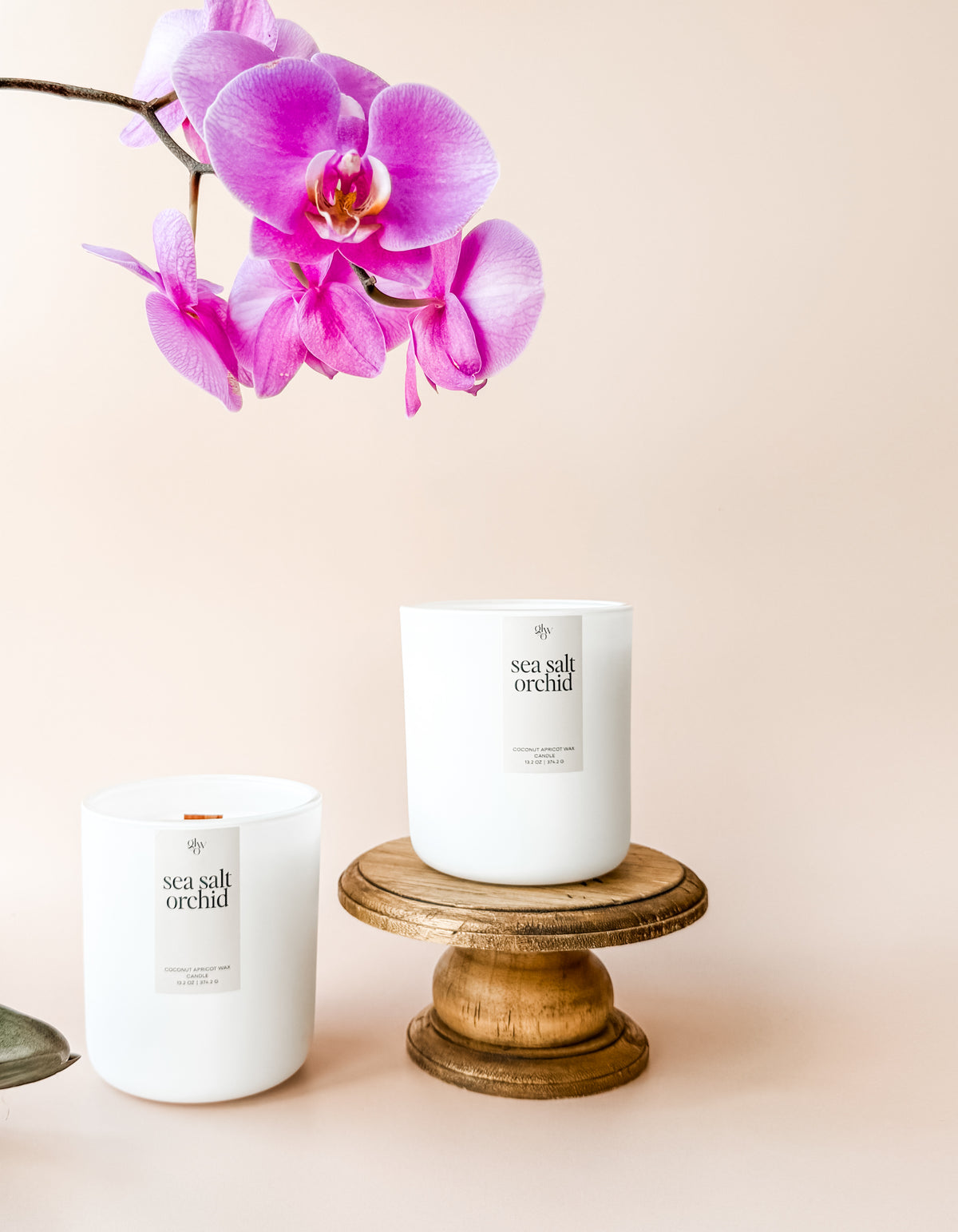 sea salt orchid